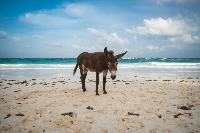 Donkey on a beach