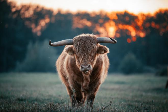 A brown highland cow with the sun behind it