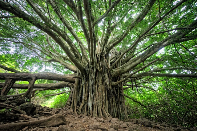 Tree with tons of branches